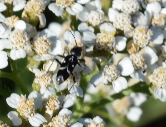 Cerambycidae: Chlorophorus sartor?  S !